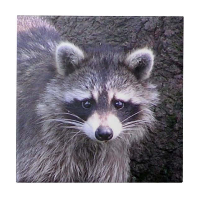 Rocky the Raccoon Fliese (Vorderseite)