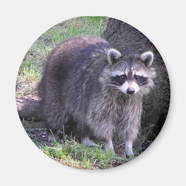 Rocky the Raccoon Magnet (Vorne)