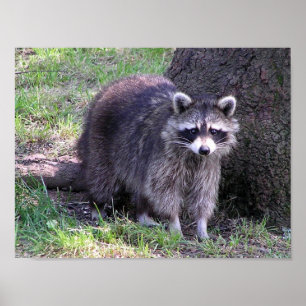 Rocky the Raccoon Poster