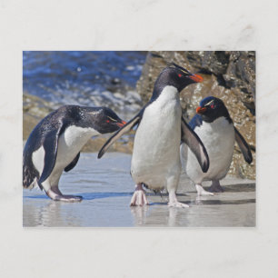Rocky Trio Postcard Postkarte