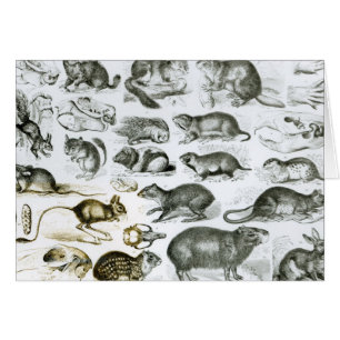 Rodentia-Nagetiere oder zerfressende Tiere