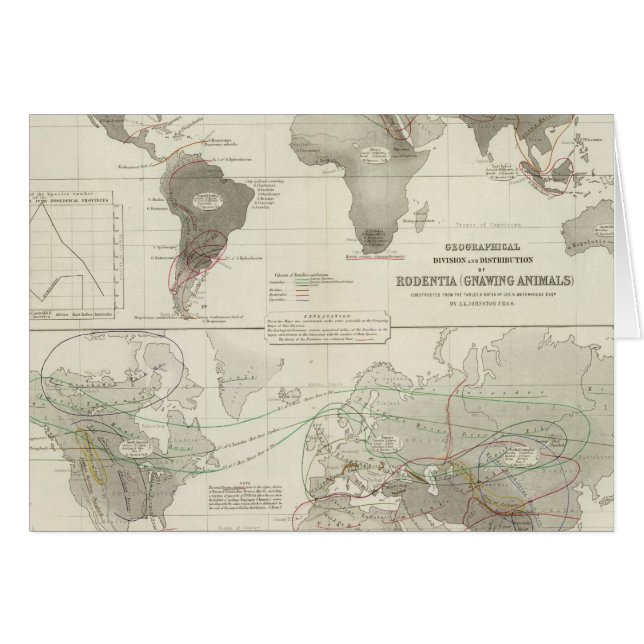 Rodentia, Ruminantia (Vorderseite (Horizontal))