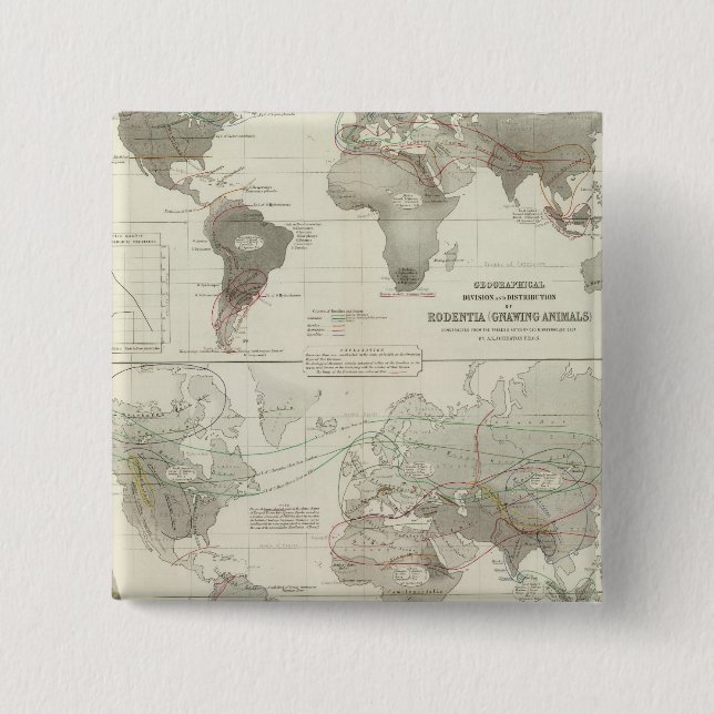 Rodentia, Ruminantia Button (Vorderseite)