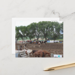 Rodeo-Pferde und -Bullen Postkarte