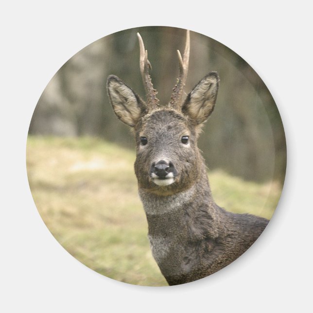 Roe Deer Buck Magnet (Vorne)