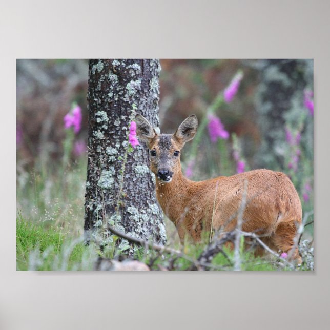 Roe Deer Poster (Vorne)
