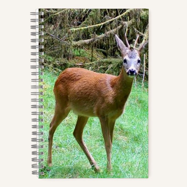 Roe Deer Stag Posing Notizbuch (Vorderseite)