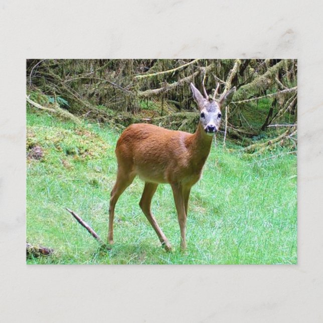 Roe Deer Stag Posing Postkarte (Vorderseite)