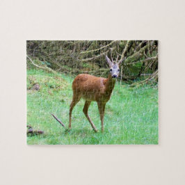 Roe Deer Stag Posing Puzzle