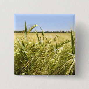 Roggenkorn Botanische Natur Button