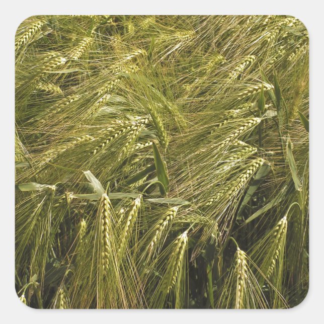 Roggenkorn Botanische Natur Quadratischer Aufkleber (Vorderseite)