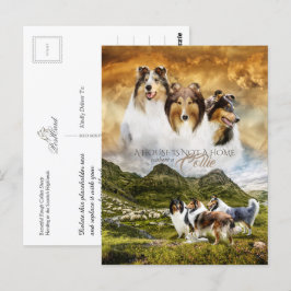 Rohes Collies Portrait & Schafherde + Quote - Postkarte