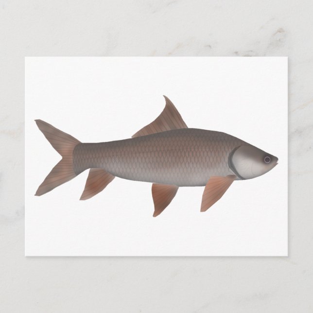 Roho Labeo Postkarte (Vorderseite)