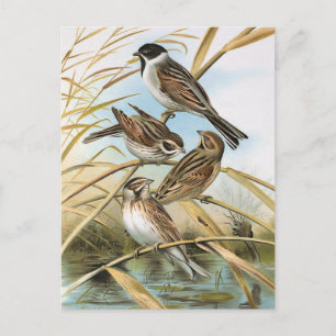 Rohrammern Vintage Vogelillustration Postkarte