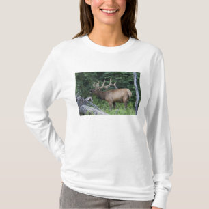 Röhrender Wapiti im Banff-Nationalpark, Kanada. T-Shirt