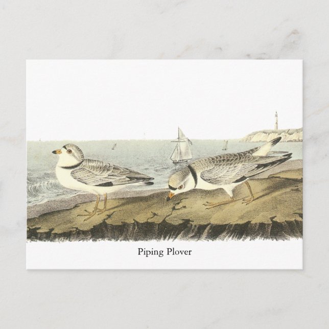 Rohrleitung Plover, John Audubon Postkarte (Vorderseite)