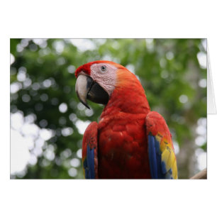 Roja