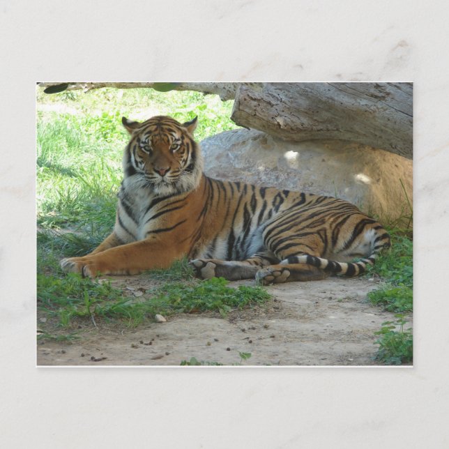 Rojal Bengal Tiger Postkarte (Vorderseite)