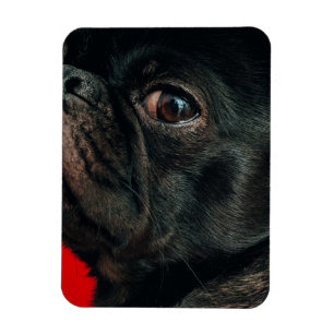 Rojo Magnet