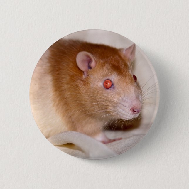 Rolando Abzeichen Button (Vorderseite)