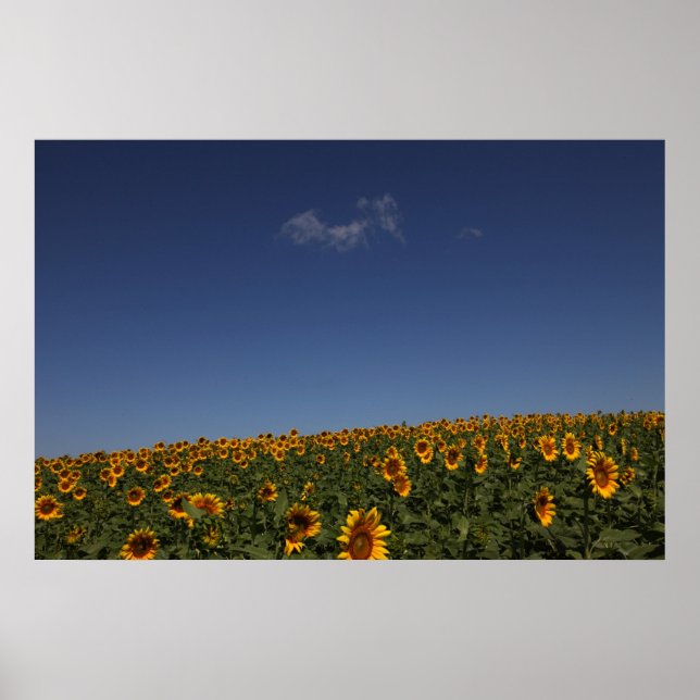 Rollende Blume Poster (Vorne)