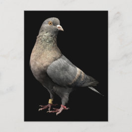 Roller Pigeon Postkarte