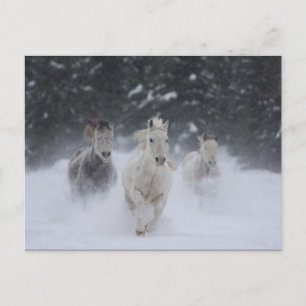 Rollthunder Postkarte