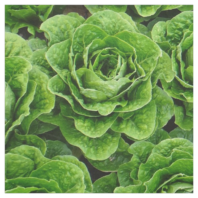 Romainekopfsalat-Feld-Fotogewebe Stoff (Muster)