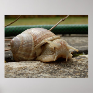 Roman Snail Poster