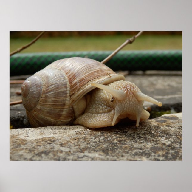 Roman Snail Poster (Vorne)