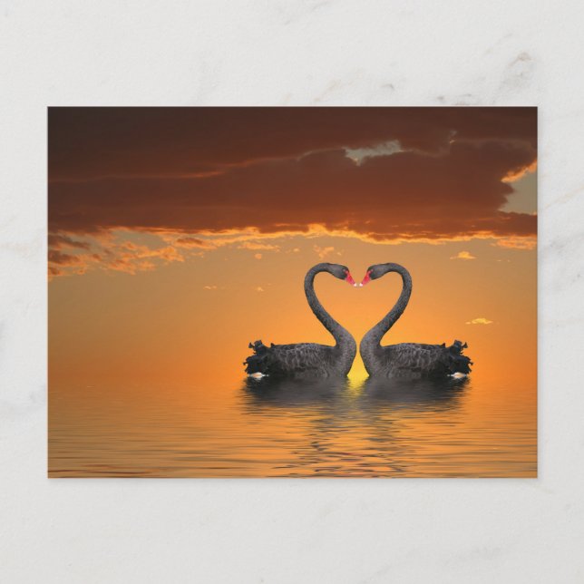 Romancing Swans Postcard Postkarte (Vorderseite)