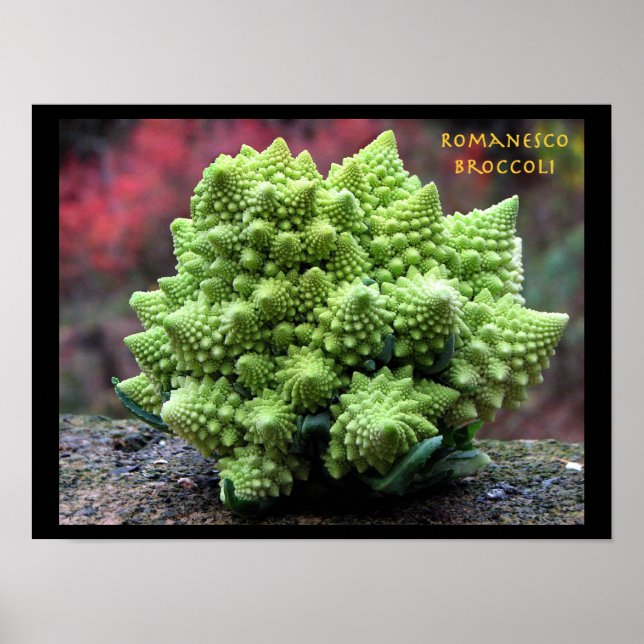 Romanesco Broccoli Gemüse Poster (Vorne)
