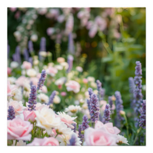 Romantic Garden Bloom - Pink Roses and Lavender Poster