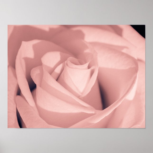 Romantic Pink Rose Flower Archival Art Poster (Vorne)