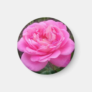 Romantic Pink Rose 'Leonardo Da Vinci'  Magnet
