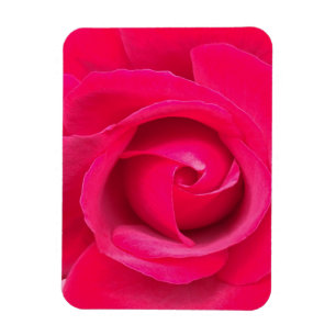 Romantic Red Pink Rose Magnet