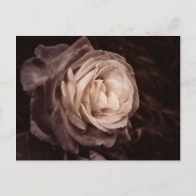 Romantica - diese Rose sagt Liebe Postkarte (Vorderseite)