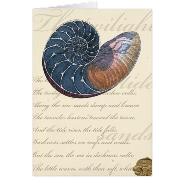 Romantik Seashell (Vorne)