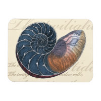 Romantik Seashell
