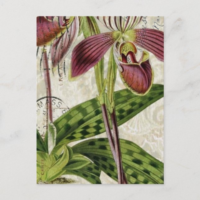 romantisch-parisianisch-französisch-botanisch-orch postkarte (Vorderseite)