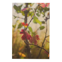 Romantische Bäume & Blumen – Botanische Boho-Fanta