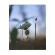 Romantische Bäume & Blumen – Botanische Fantasy Bo