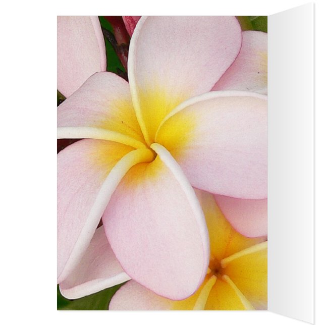 Romantische Dattel blühen uAwg schick (Innen (Links))