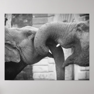 Romantische Elefanten Fotografie, Schwarz und Weiß Poster