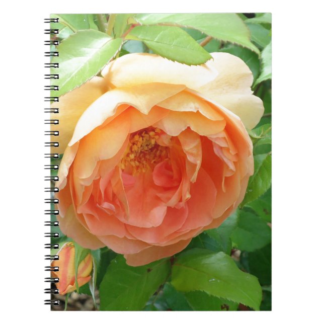 Romantische elegante Orange-Rose Notizblock (Vorderseite)