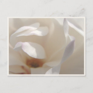 Romantische Elfenbein-Magnolie Save-the-Date Ankündigungspostkarte