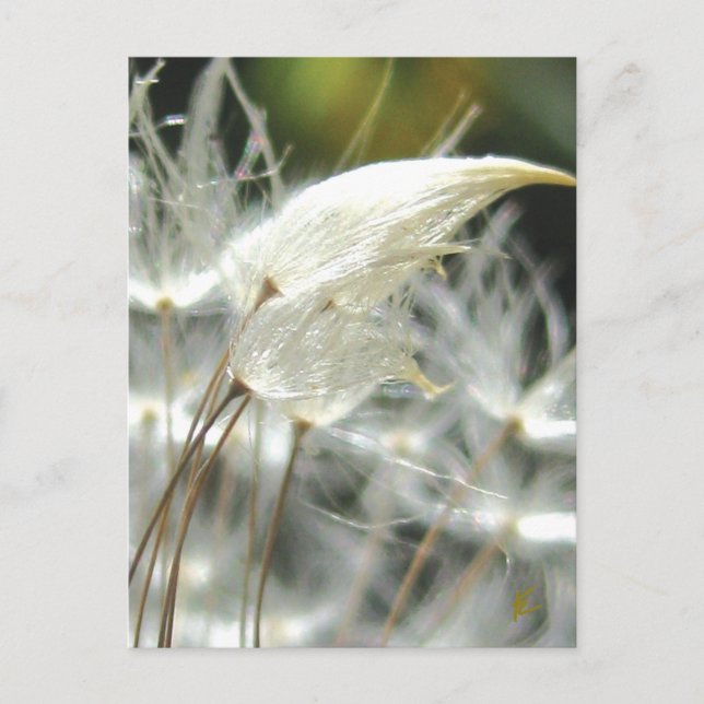 Romantische Embrace Dandelion Seed Postkarte (Vorderseite)