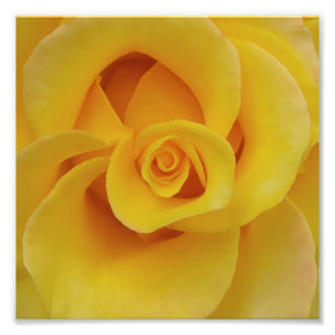 Romantische gelbe Rosenblütenblätter Fotodruck