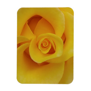 Romantische gelbe Rosenblütenblätter Magnet