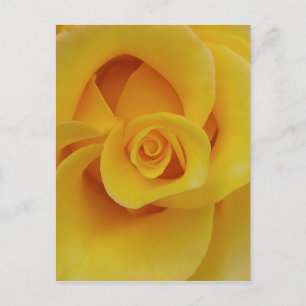 Romantische gelbe Rosenblütenblätter Postkarte